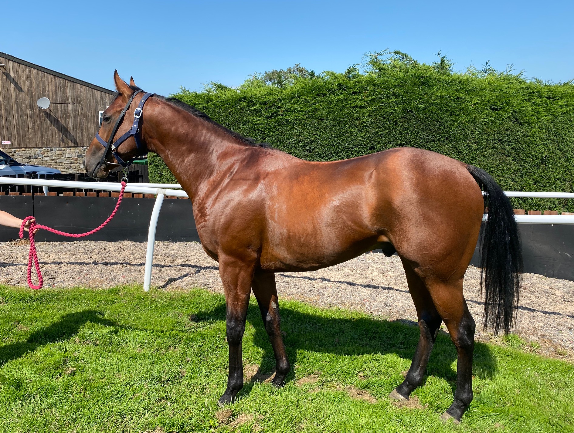 Race Horses For Sale Ann Duffield Racing North Yorkshire